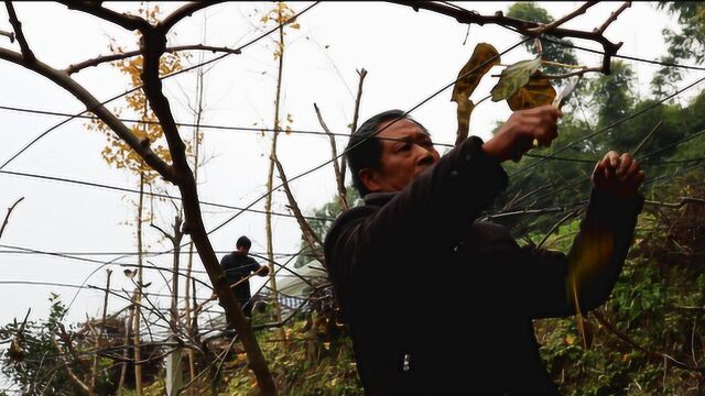 《广元三农》——探访杨军华创业之路——不等不靠 辛勤耕耘“拔穷根”