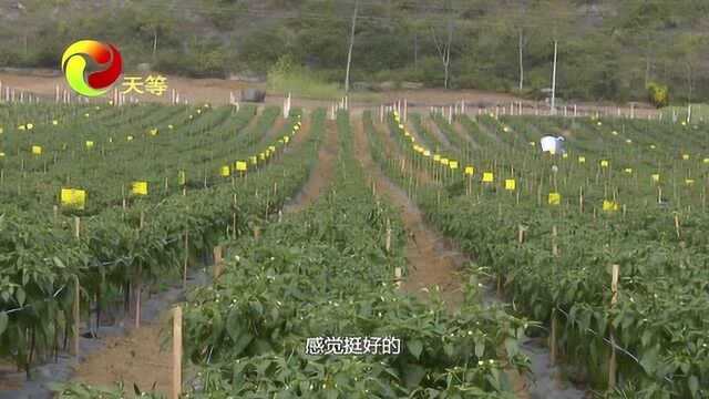 宝岛美人椒产业示范区项目建设稳步推进