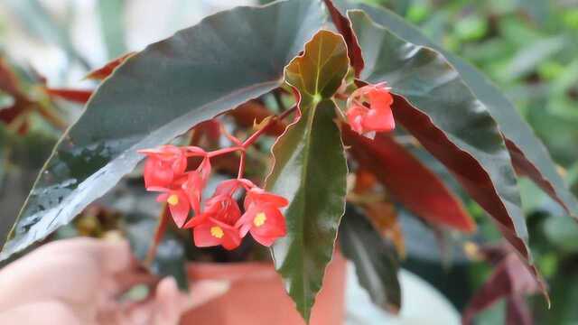 花卉植物浇水知识大全,掌握几点再难养的花也能养花好