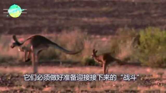 太阳是这里的“杀手”,红袋鼠为了应对太阳,它们掌握了一种“独门绝技”