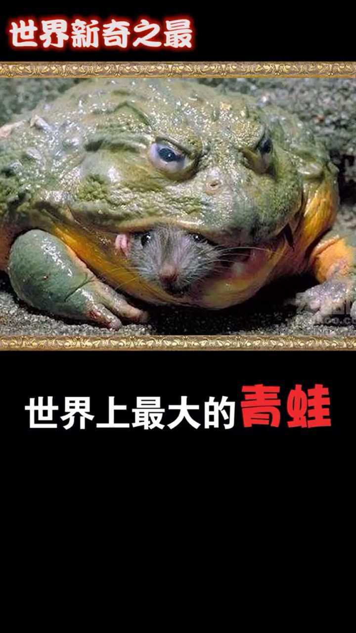世界上最大的青蛙