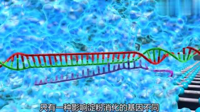 科学揭秘:狮子已经确认是犬科?