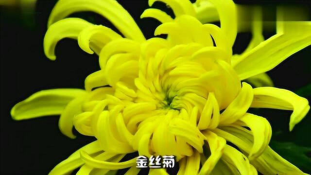 十二星座的专属幸运花,摩羯座是满天星,你的呢?