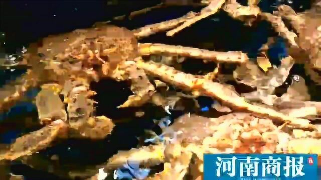 走访郑州海鲜市场:每斤258元的帝王蟹,春节前一个月能卖50吨