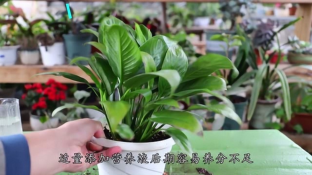 白掌好看好养,再略施小计,花朵呼呼窜不断