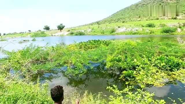 水草多的地方钓鱼,不用抄网也不用溜鱼