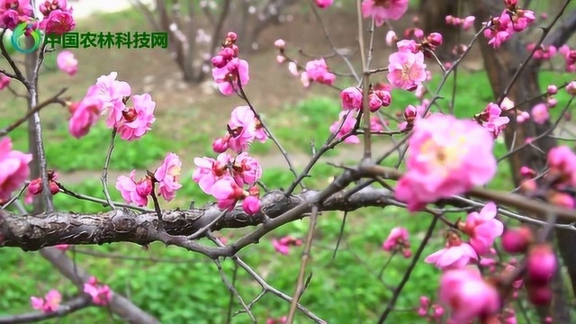 忽然一夜清香发,散作乾坤万里春.花开疫散!献给在家坚守的我们