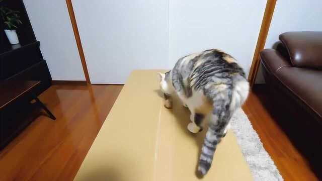 迷之萌宠:三色胖猫橘猫玩球棒,非常兴奋