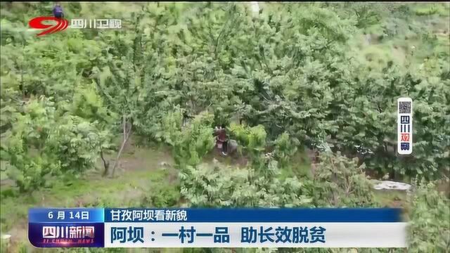 四川新闻丨甘孜阿坝看新貌:一村一品 助阿坝长效脱贫