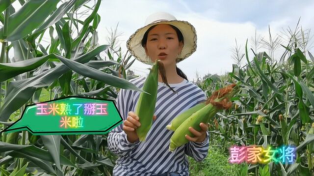 农村妯娌到玉米基地掰玉米,个大又香甜软糯的玉米看着好诱人