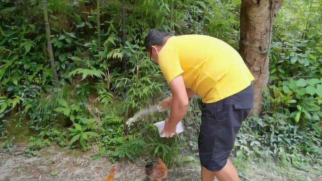 农村房子周围蛇出没,小哥买了一桶驱蛇粉,看看效果如何