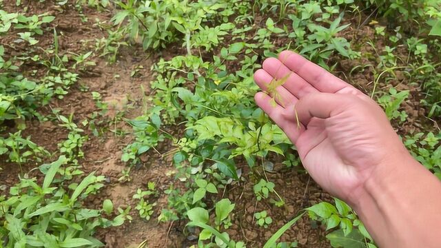 莓茶种植赚钱吗?农村人种3个田莓茶,有一个田没了