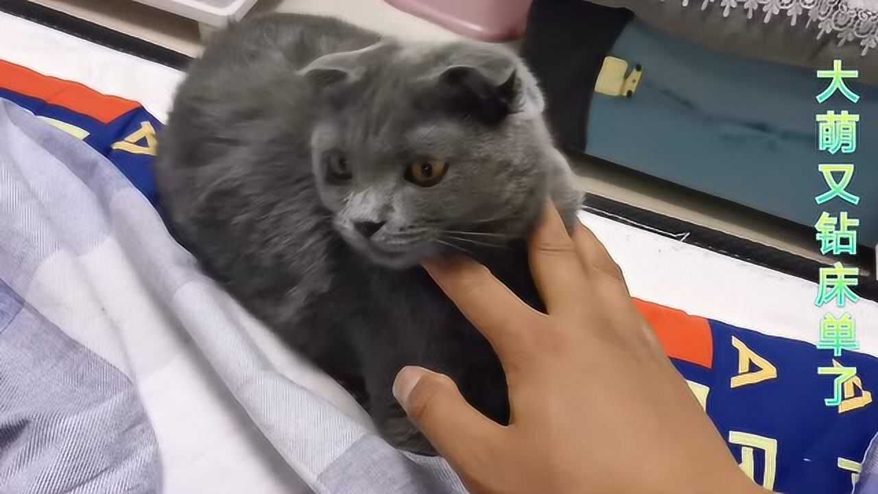 蓝猫多少天可以洗澡 1280