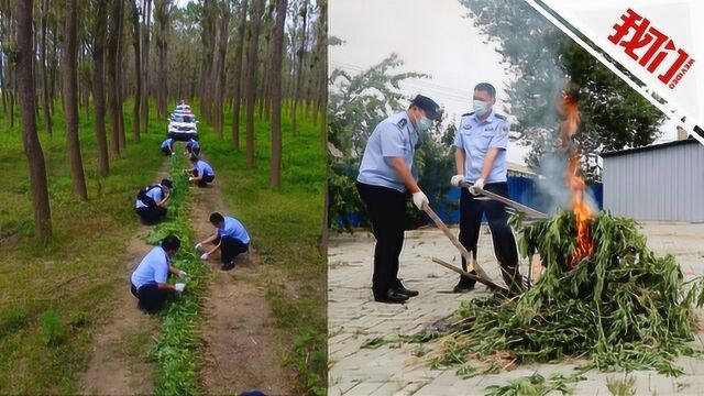 民警巡查时意外发现8000余株野生大麻:藏匿树林中密密麻麻