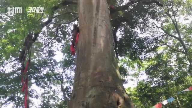 儿孙满堂 千年相思红豆树繁育新苗