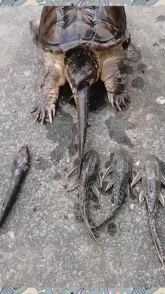 乌龟都是这样吃鱼的，今天看到这样一幕，长见识了！