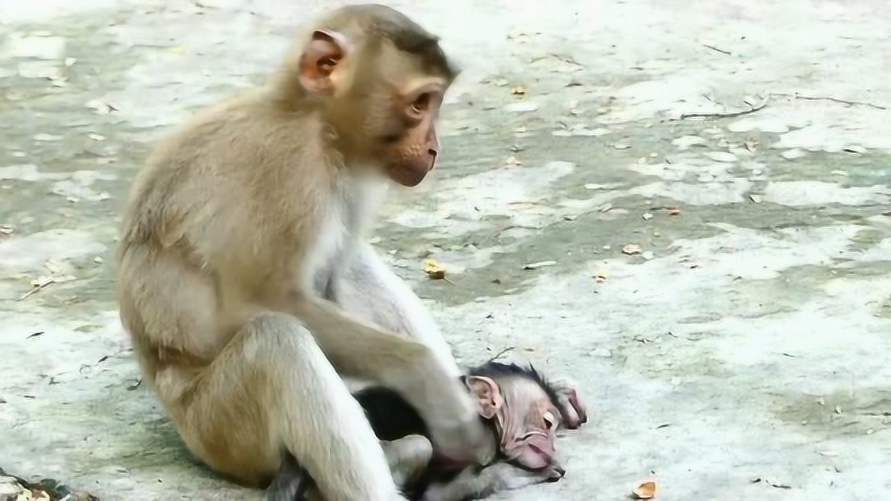 坏猴子心情不好就虐待小猴子可怜的小家伙疼得崩溃趴在地上心如死灰