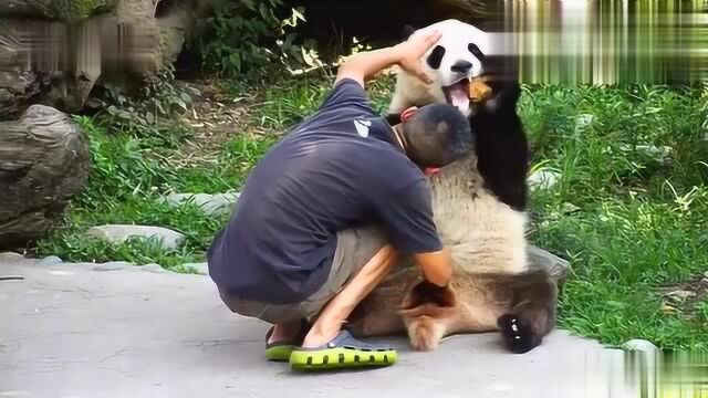 厉害了,竟然给熊猫看手相!emmm我看你是天生吃货,命里缺竹