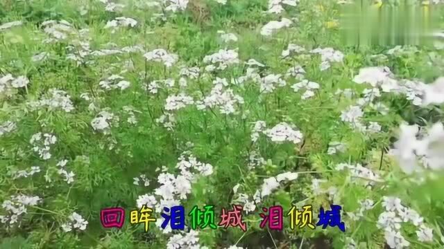 新歌《回眸泪倾城》动感旋律,伤感歌声很动听!