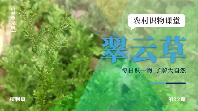 农村识物第12课,中国特有的植物,没有主根形似青苔,了解下