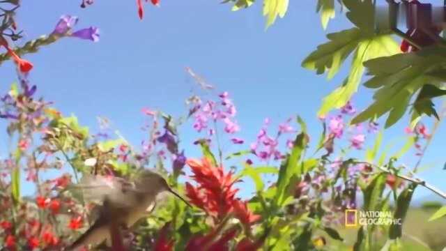 细嘴蜜鸟,一种专门吸食花蜜的鸟,把花蜜吸走了而花儿丝毫没损伤