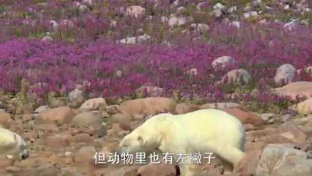 你知道乌龟是用什么呼吸的吗?答案绝对让你意想不到