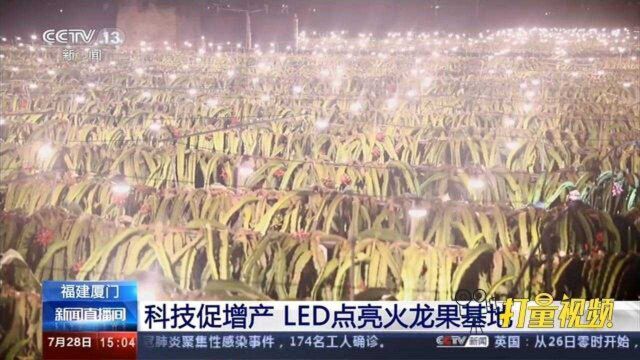 福建厦门:科技促增产,LED点亮火龙果基地|央视网