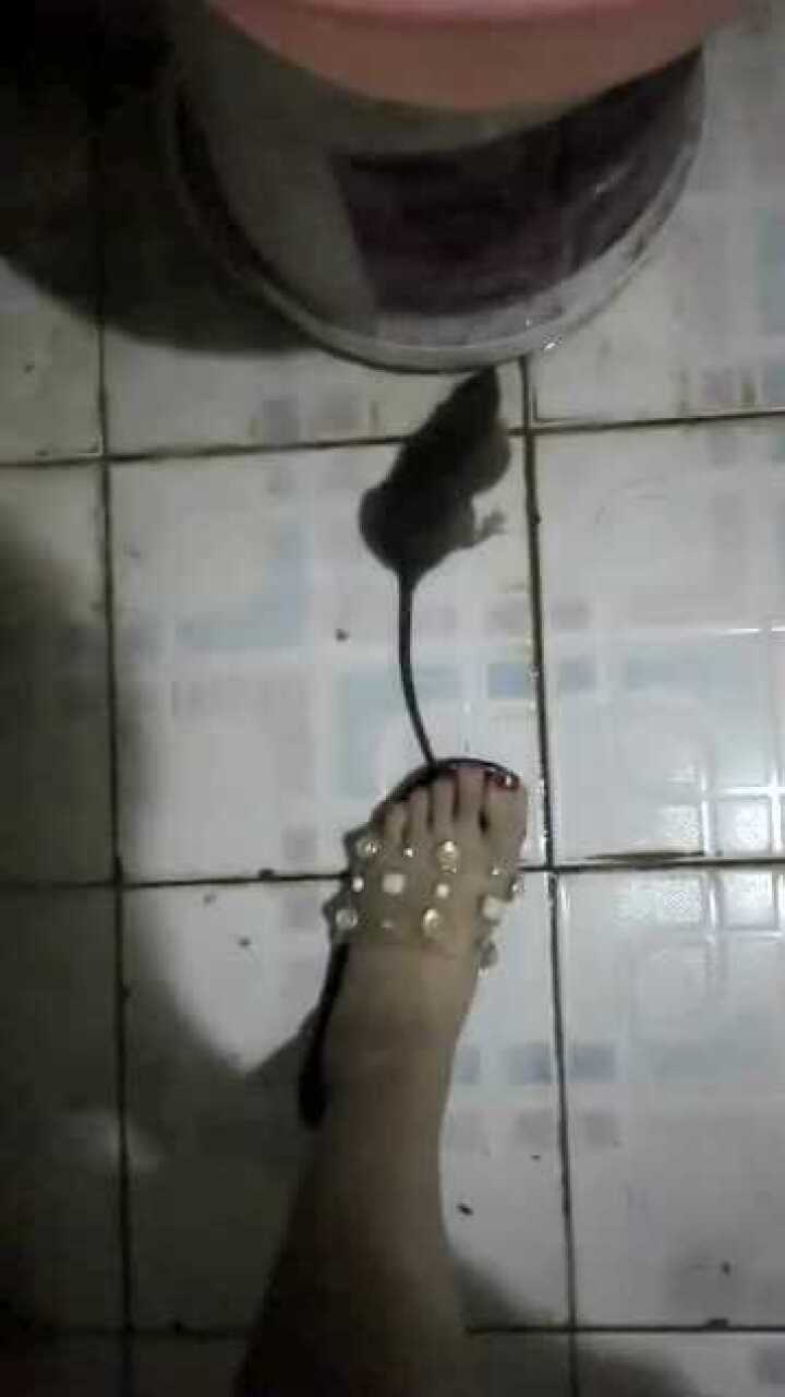上厕所发现老鼠美女一脚踩住尾巴比男人猛多了