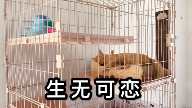 终于有网络了,铲屎官装上监控密切关注橘猫,大橘感觉生无可恋