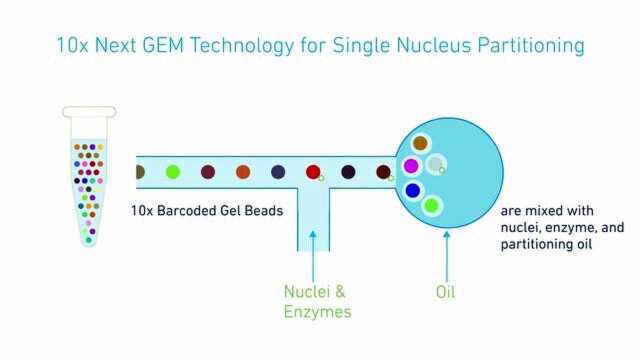 10x Genomics工作原理 | Chromium单细胞ATAC