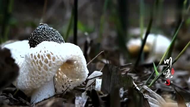 川味:四川人对吃绝对不含糊,大山特有的竹荪每个部位都能做菜