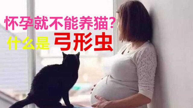 怀孕就不能养猫?弓形虫到底是什么?