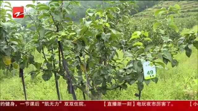 甜蜜的摇钱树 佳泽坞村的“致富密码”