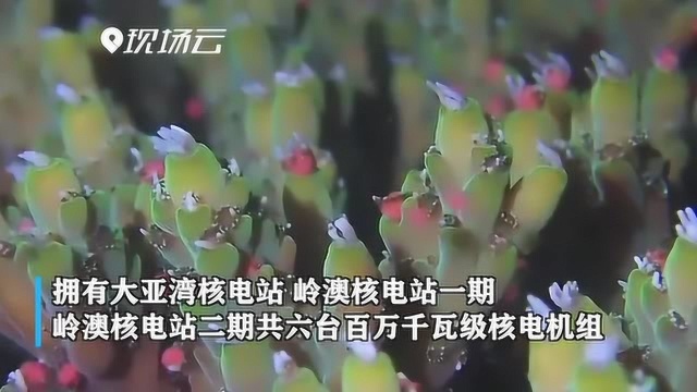 “核电站海底种珊瑚”?大亚湾核电基地建立珊瑚保育区