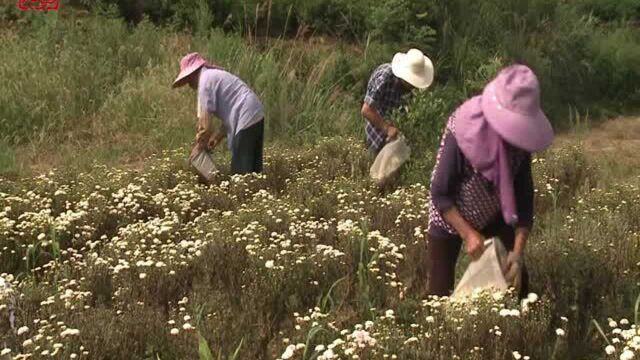 江西湖口:胎菊产业助增收,脱贫致富采摘忙(视频)