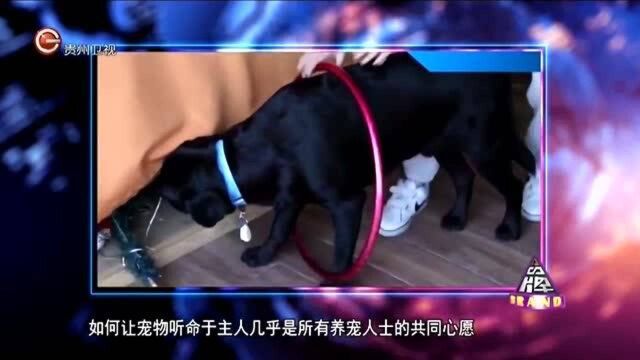 商机无处不在!宠物学校主要负责的是什么项目,他们的收费如何?