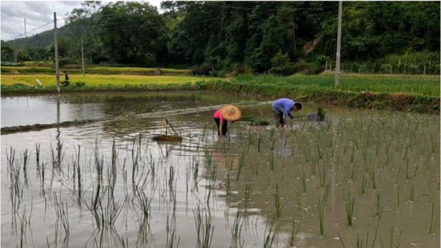 实拍江西农村种植马蹄全过程,难怪马蹄卖那么贵,太不容易了