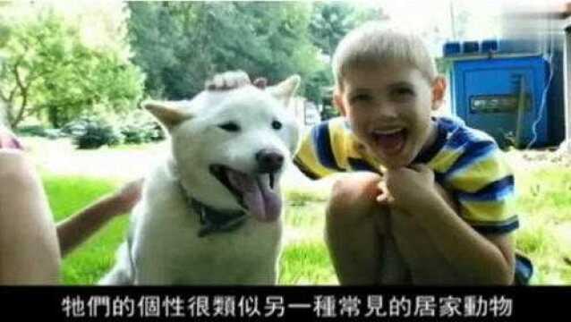 阿柴真的不好养?带你走近人气超高的网红狗柴犬背后的世界