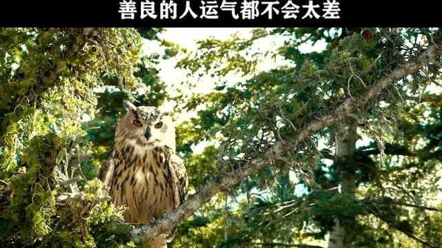 老人无意挖到金子,心存善良的人,运气都不会差!