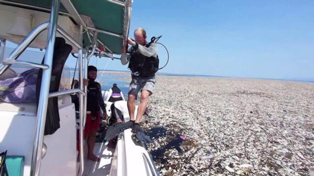 加勒比海海域,漂浮着的“垃圾岛”,生活工业垃圾触目惊心!