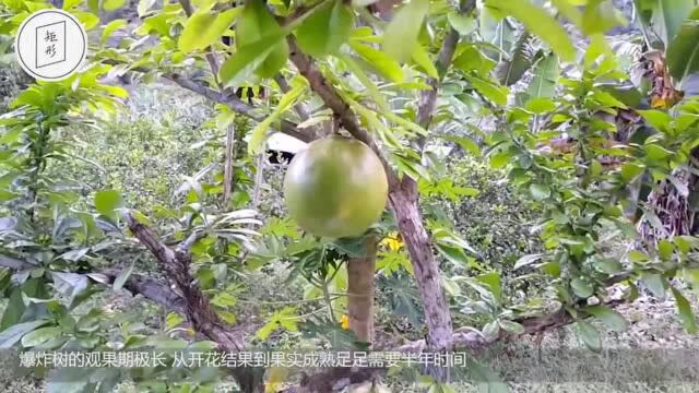 脾气最大的“爆炸树”,果实一言不合就爆炸,威力堪比手榴弹