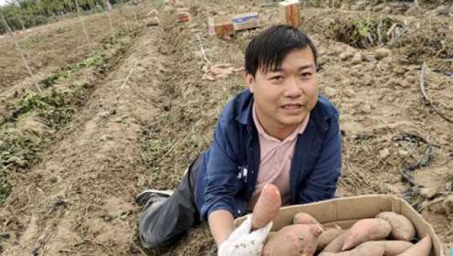 残疾小伙承包百亩地,种植红薯新品种西瓜红,今年产量收入不得了!