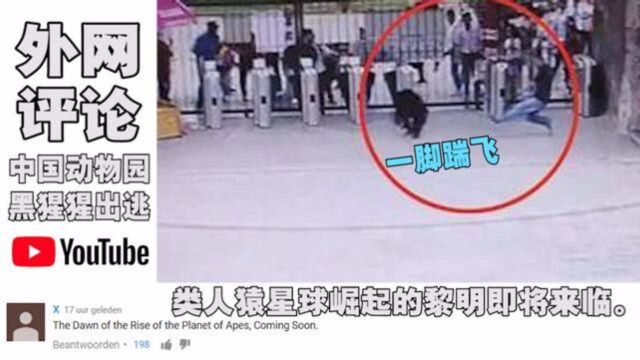 这只黑猩猩火到外网,YouTube国外网友评论:猩猿崛起!