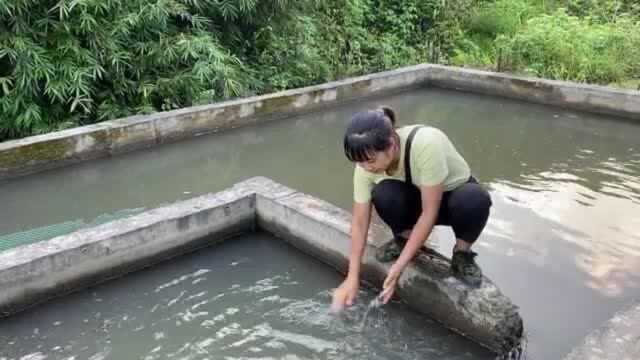 大山里建17个水池,做了一种冷门产业,一年收入100多万