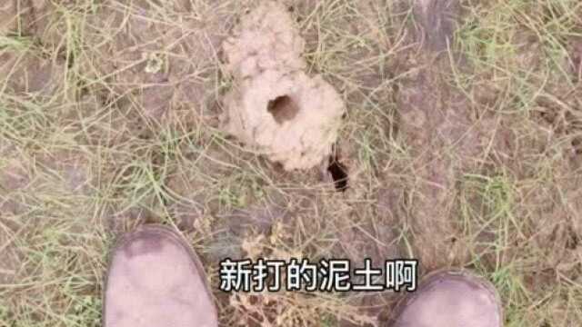 农村人水稻田里发现两个土洞,拿手抠泥巴掏洞,洞越抠越深