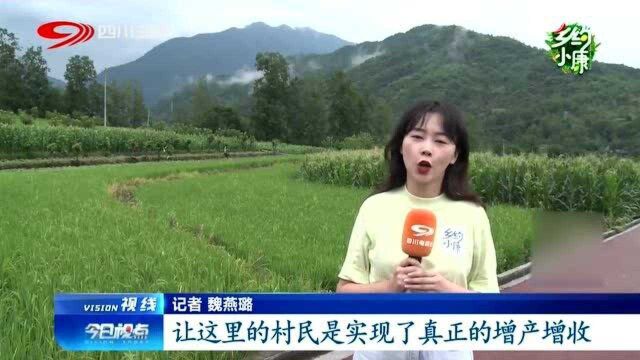 平武:种养循环的“甜蜜事业”,闯脱贫新道路