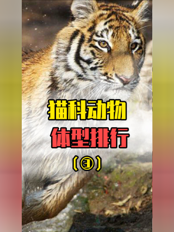 猫科动物体型排行全世界最好看的老虎东北虎也只能排第二