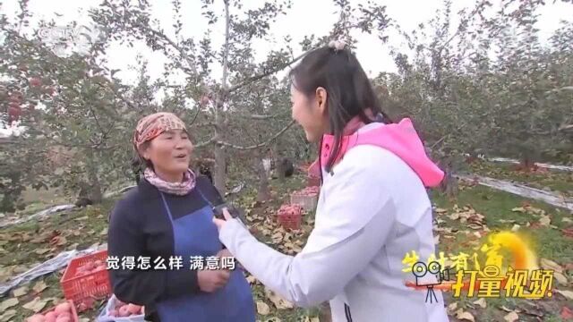 陕西白水的苹果是如何享誉海内外的?一起来探个究竟