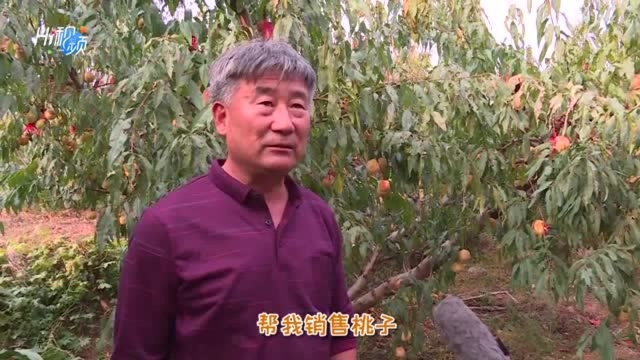 威海市文登区大水泊镇:“网红”桃甜心更甜