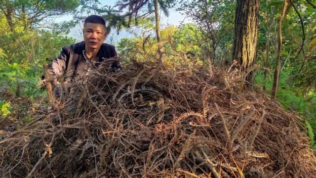 偏僻山区野猪泛滥,跟着痕迹找到猪窝,这么大的野猪窝第一次见